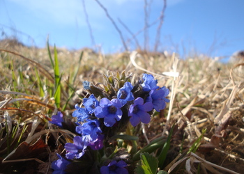 Schmalblättriges Lungenkraut (Pulmonaria angustifolia) - © Bernard Wieser