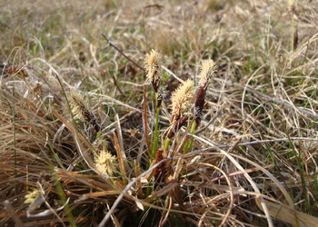 Frühlings-Segge (Carex caryophyllea) - © Bernard Wieser
