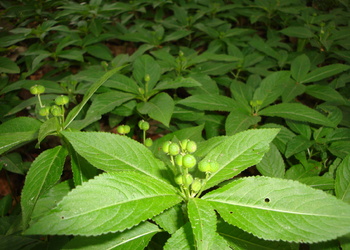Wald-Bingelkraut (Mercurialis perennis) - © Bernard Wieser