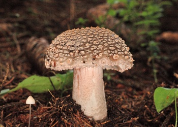 Perlpilz (Amanita rubescens) - © Michaela und Gernot Friebes