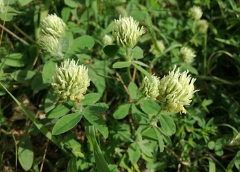Blassgelber Klee (Trifolium ochroleucum) - © Bernard Wieser
