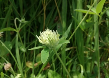 Blassgelber Klee (Trifolium ochroleucum) - © Bernard Wieser