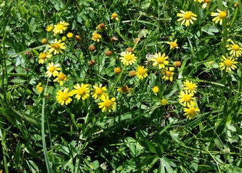 Spreizendes Greiskraut (Senecio erraticus) - © Bernard Wieser