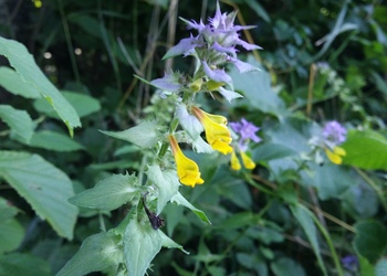 Hain-Wachtelweizen (Melampyrum nemorosum) - © Bernard Wieser