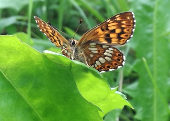 Schlüsselblumen-Würfelfalter (Hamearis lucina) - © Bernard Wieser