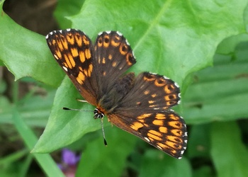 Schlüsselblumen-Würfelfalter (Hamearis lucina) - © Bernard Wieser