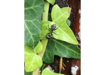 Haarige Rossameise (Camponotus vagus) - © Bernard Wieser