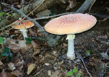 Fliegenpilz (Amanita muscaria) - © Bernard Wieser