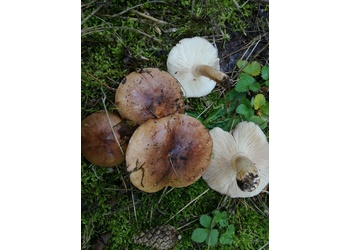 Getropfter Ritterling (Tricholoma pessundatum) - © Bernard Wieser