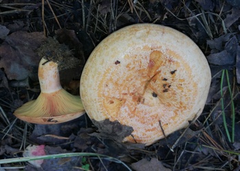 Edel-Reizker (Lactarius deliciosus) - © Bernard Wieser