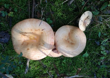 Edel-Reizker (Lactarius deliciosus) - © Bernard Wieser