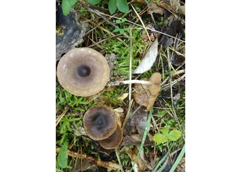 Violettlicher Pelargonien-Gürtelfuß (Cortinarius flexipes) - © Bernard Wieser
