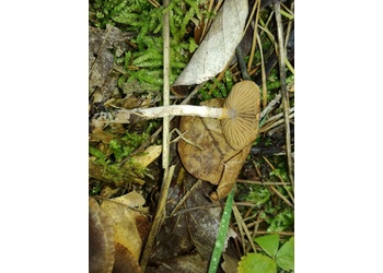 Violettlicher Pelargonien-Gürtelfuß (Cortinarius flexipes) - © Bernard Wieser