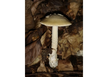 Isabellfärbiger Wulstling (Amanita eliae) - © Bernard Wieser