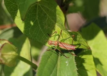 Gestreifte Zartschrecke (Leptophyes albovittata) - © Willi Stani