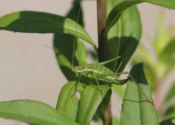 Gestreifte Zartschrecke (Leptophyes albovittata) - © Willi Stani