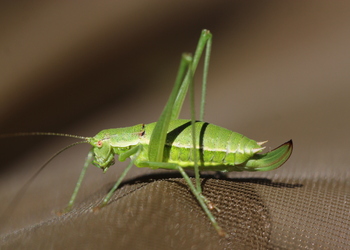 Gelbstreifige Zartschrecke (Leptophyes boscii) - © Willi Stani