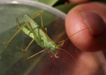 Gemeine Eichenschrecke (Meconema thalassinum) - © Willi Stani