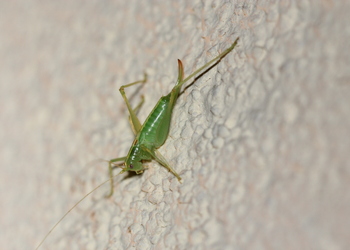 Gemeine Eichenschrecke (Meconema thalassinum) - © Willi Stani
