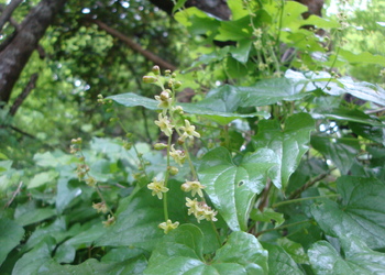 Schmerwurz (Dioscorea communis) - © Bernard Wieser