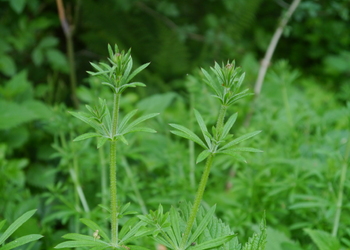 Großes Klettlabkraut (Galium aparine) - © Patrick Schwager