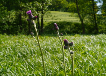 Bach-Kratzdistel (Cirsium rivulare) - © Patrick Schwager
