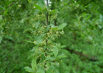 Gewöhnliches Pfaffenhütchen (Euonymus europaea) - © Patrick Schwager