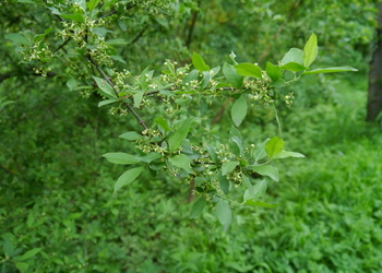 Gewöhnliches Pfaffenhütchen (Euonymus europaea) - © Patrick Schwager