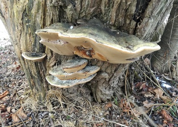 Gemeiner Feuerschwamm (Phellinus igniarius) - © Bernard Wieser