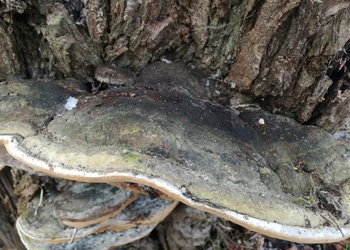 Gemeiner Feuerschwamm (Phellinus igniarius) - © Bernard Wieser