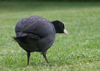 Bläßhuhn (Fulica atra) - © Bernard Wieser