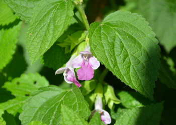 Gewöhnliches Immenblatt (Melittis melissophyllum) - © Bernard Wieser