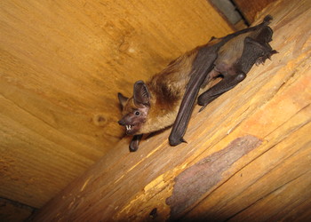 Breitflügelfledermaus (Eptesicus serotinus) - © Primož Presetnik