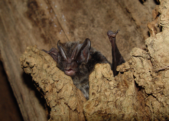 Mopsfledermaus (Barbastella barbastellus) - © Primož Presetnik