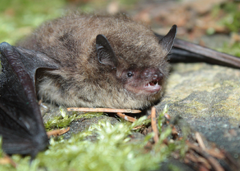 Rauhhautfledermaus (Pipistrellus nathusii) - © Oliver Gebhardt