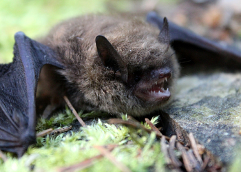 Rauhhautfledermaus (Pipistrellus nathusii)