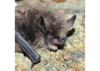 Zwergfledermaus (Pipistrellus pipistrellus) - © Oliver Gebhardt