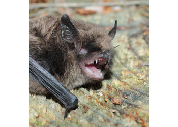 Zwergfledermaus (Pipistrellus pipistrellus) - © Oliver Gebhardt