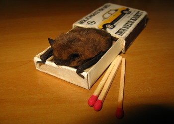 Zwergfledermaus (Pipistrellus pipistrellus) - © Oliver Gebhardt