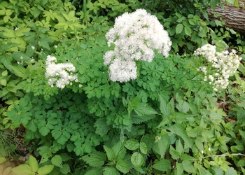 Akeleiblättrige Wiesenraute (Thalictrum aquilegifolia) - © Bernard Wieser