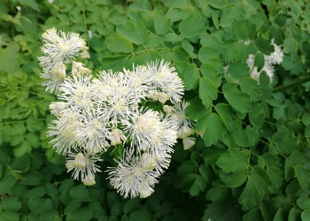 Akeleiblättrige Wiesenraute (Thalictrum aquilegifolia) - © Bernard Wieser