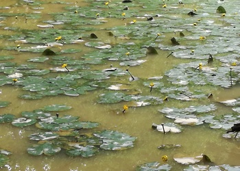 Gelbe Teichrose (Nuphar lutea) - © Bernard Wieser