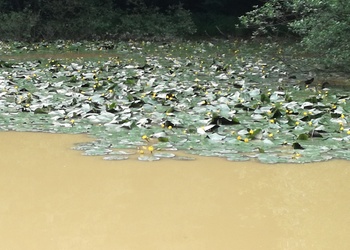 Gelbe Teichrose (Nuphar lutea) - © Bernard Wieser
