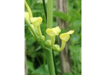 Echter Osterluzei (Aristolochia clematitis) - © Bernard Wieser