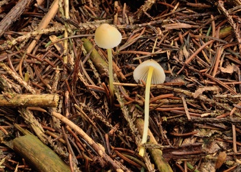 Dehnbarer Helmling (Mycena epipterygia) - © Michaela und Gernot Friebes