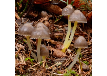 Dehnbarer Helmling (Mycena epipterygia) - © Michaela und Gernot Friebes