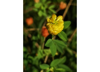 Gold-Klee (Trifolium aureum) - © Bernard Wieser