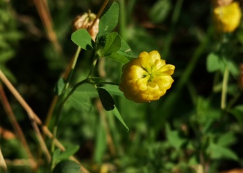 Gold-Klee (Trifolium aureum) - © Bernard Wieser