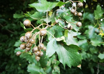 Elsbeere (Sorbus torminalis) - © Bernard Wieser
