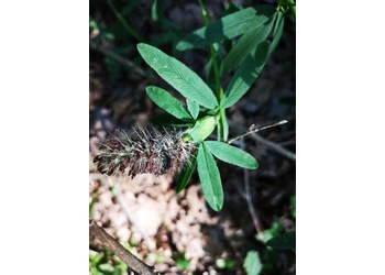 Purpurklee, Fuchsschwanzklee (Trifolium rubens) - © Bernard Wieser